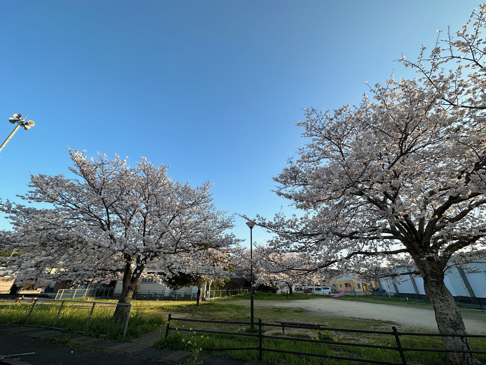 桜が見頃です♪